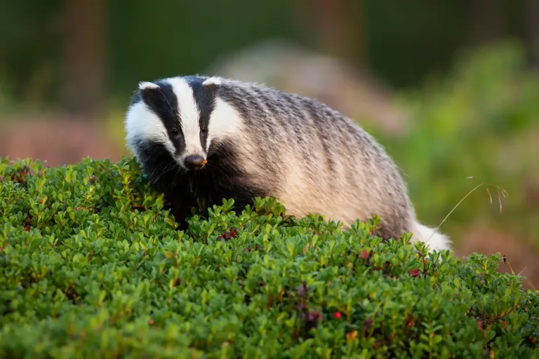 A badger foraging in a green meadow