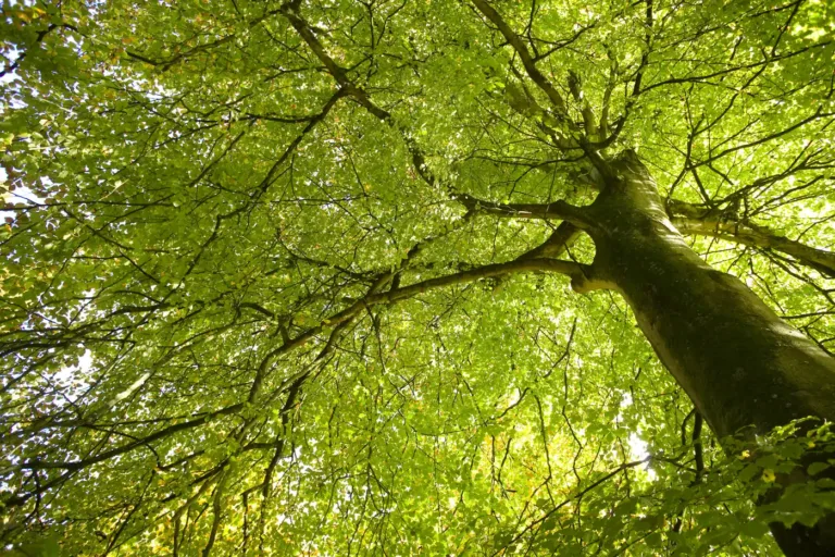 Looking up into a tree canopy on a sunny day