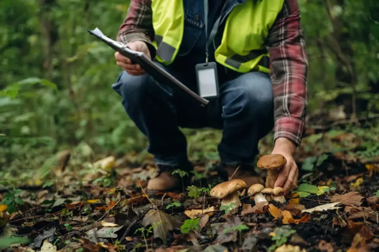 An ecologist inspecting fungi on the woodland floor