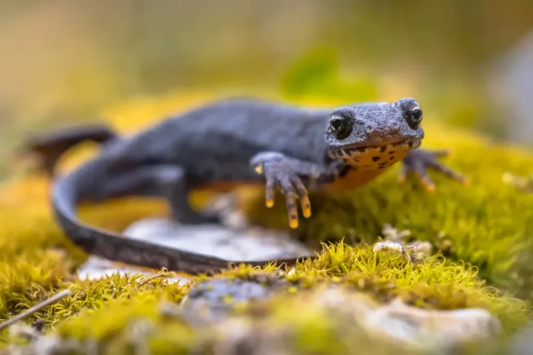 A newt resting on bright green moss