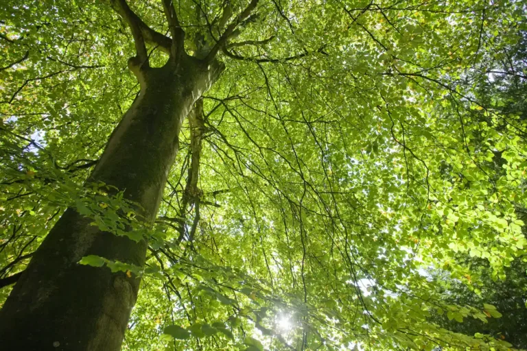 Sunlight through a green tree canopy