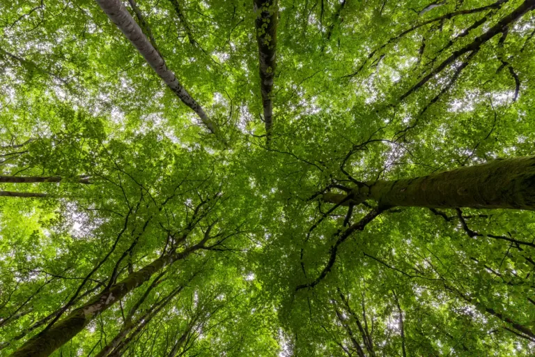 The canopy of tall mature trees