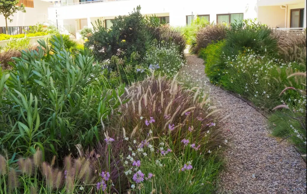 Mediterranean planting along a gravel path at Kings Wharf, Gibraltar
